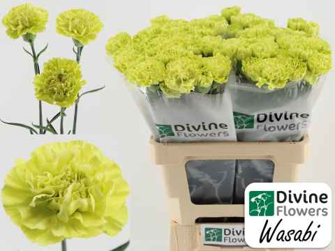 Срезанные цветы оптом Dianthus st wasabi от 80шт из Голландии с доставкой по России