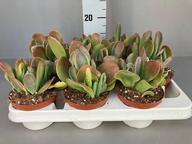 Горшечные цветы и растения оптом Kalanchoe Nf   ... от 9шт из Голландии с доставкой по России