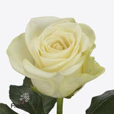 Срезанные цветы оптом Rosa large snowstorm+ от 40шт из Голландии с доставкой по России