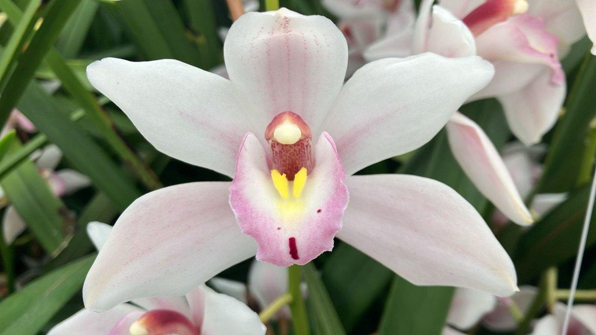 Срезанные цветы оптом Minicymbidium superba от 10шт из Голландии с доставкой по России