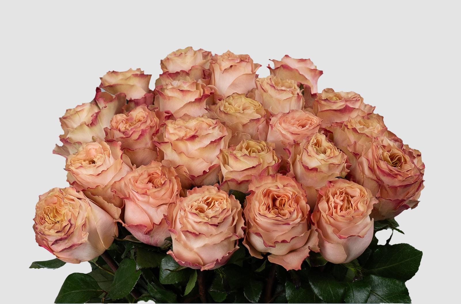 Срезанные цветы оптом Rosa ec princess crown от 125шт из Голландии с доставкой по России