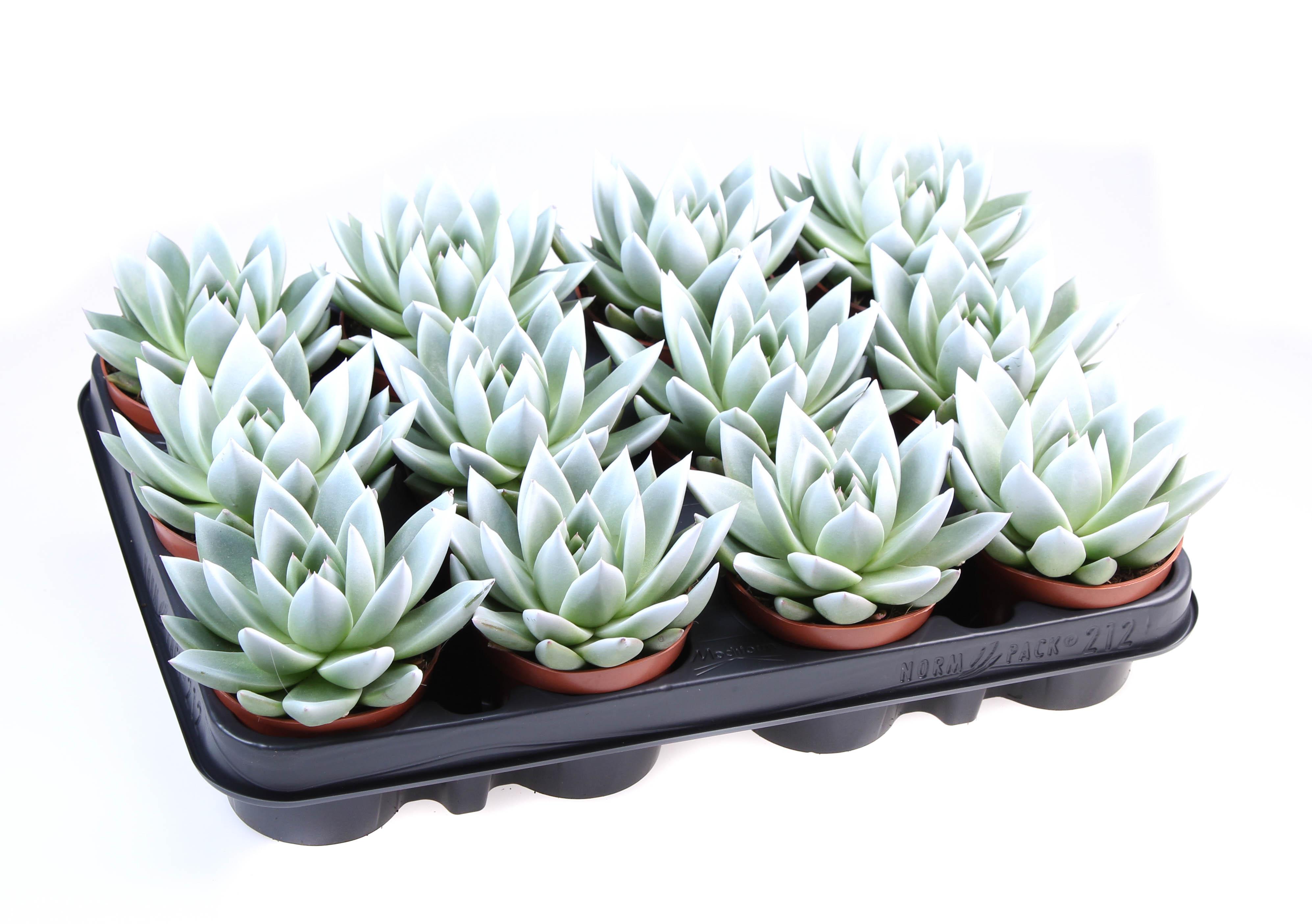 Горшечные цветы и растения оптом Echeveria Miranda White Tips от 12шт (для телеги) из Голландии с доставкой по России