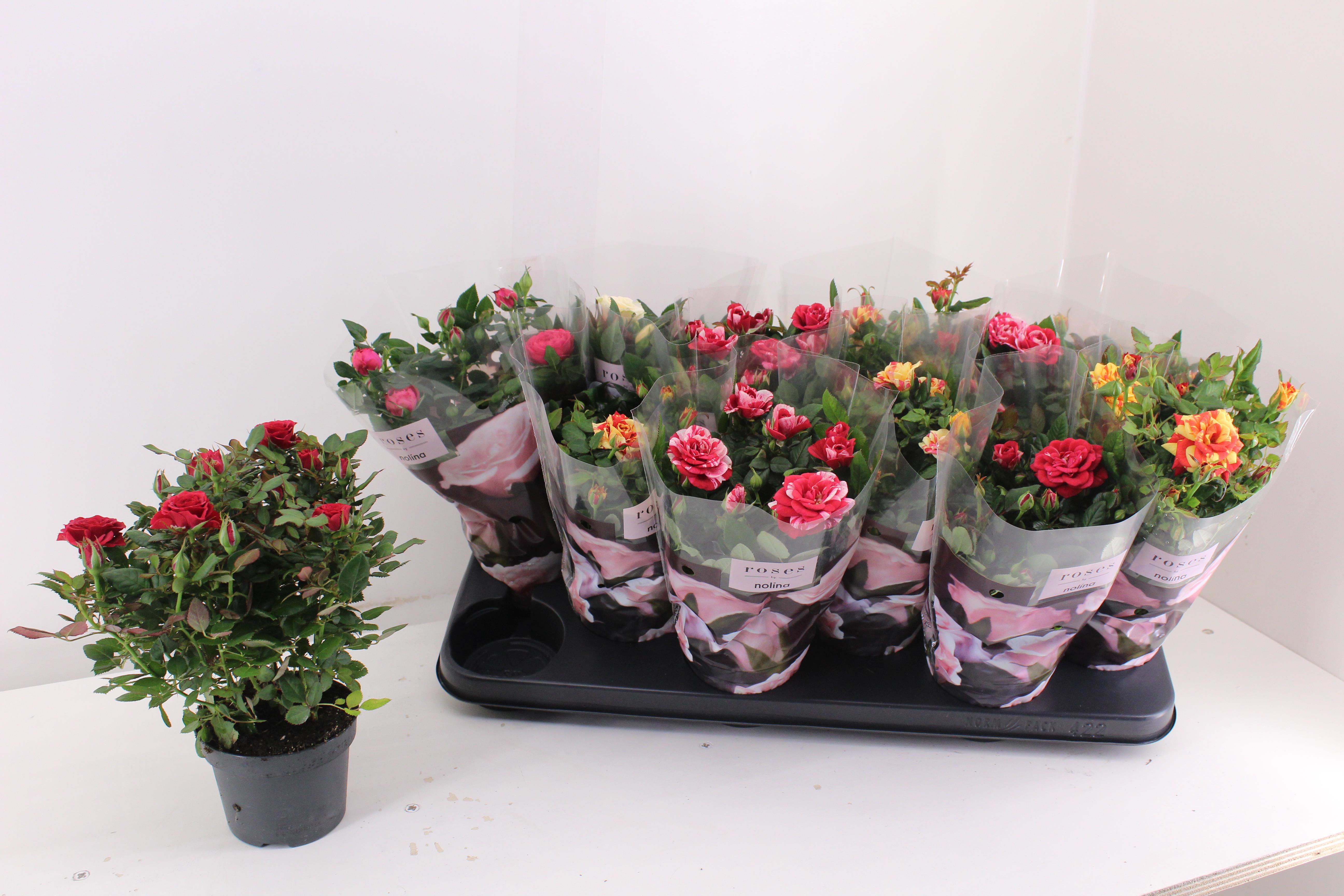 Горшечные цветы и растения оптом Ro Victory Gem от 12шт из Голландии с доставкой по России Горшечные цветы и растения оптом Ro Victory Gem от 12шт из Голландии с доставкой по России