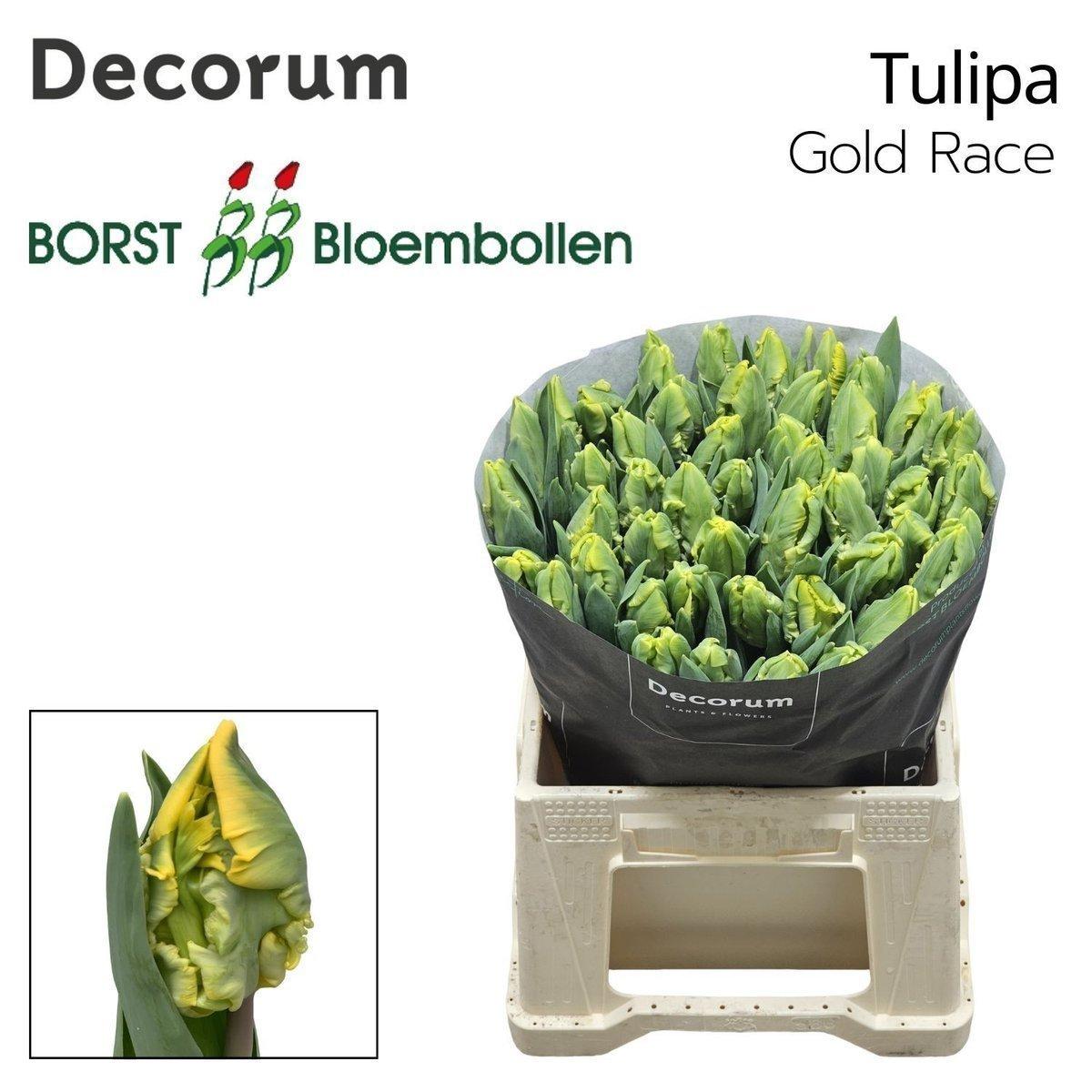 Срезанные цветы оптом Tulipa pa gold race от 50шт из Голландии с доставкой по России