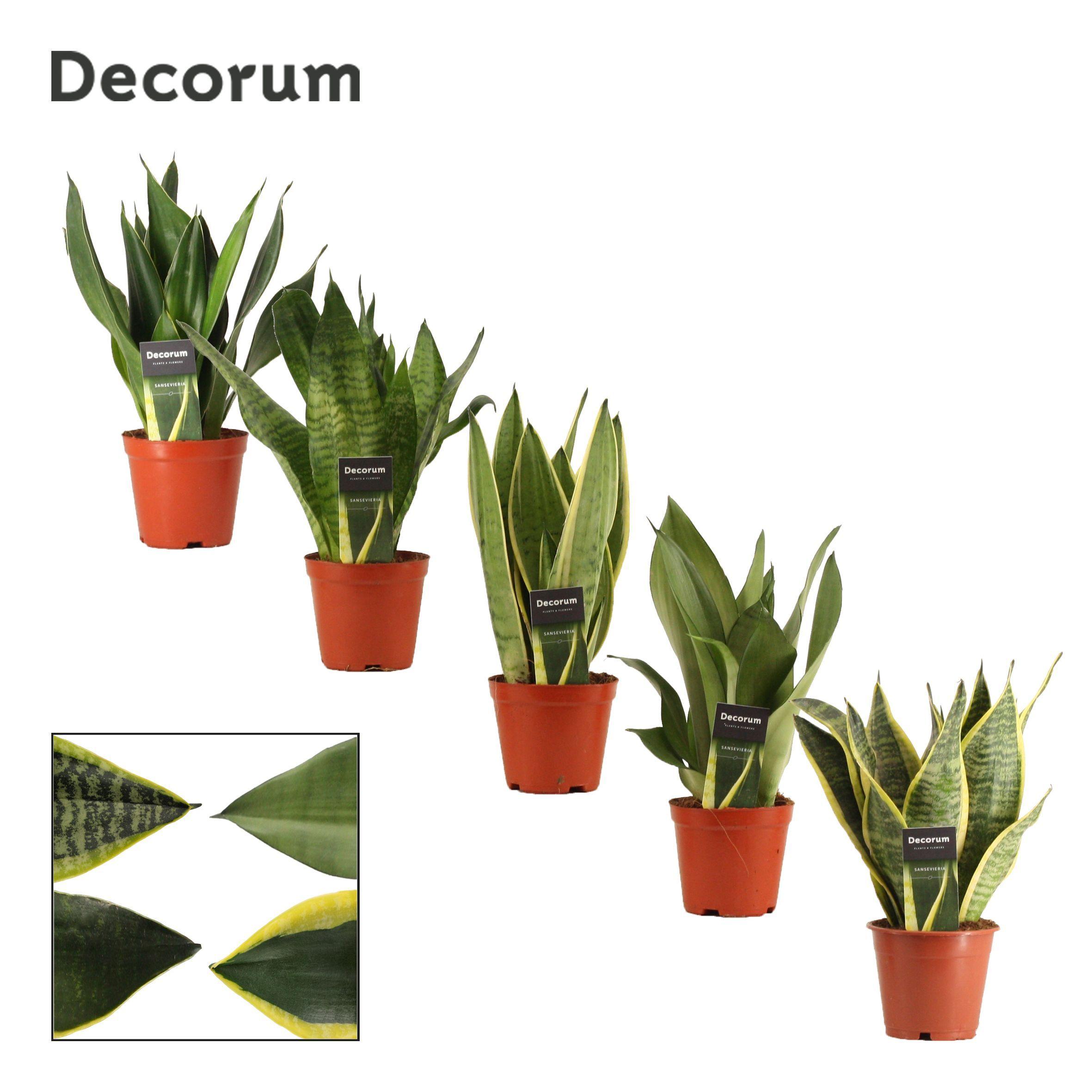 Горшечные цветы и растения оптом Sansevieria Op Soort (decorum) от 10шт из Голландии с доставкой по России