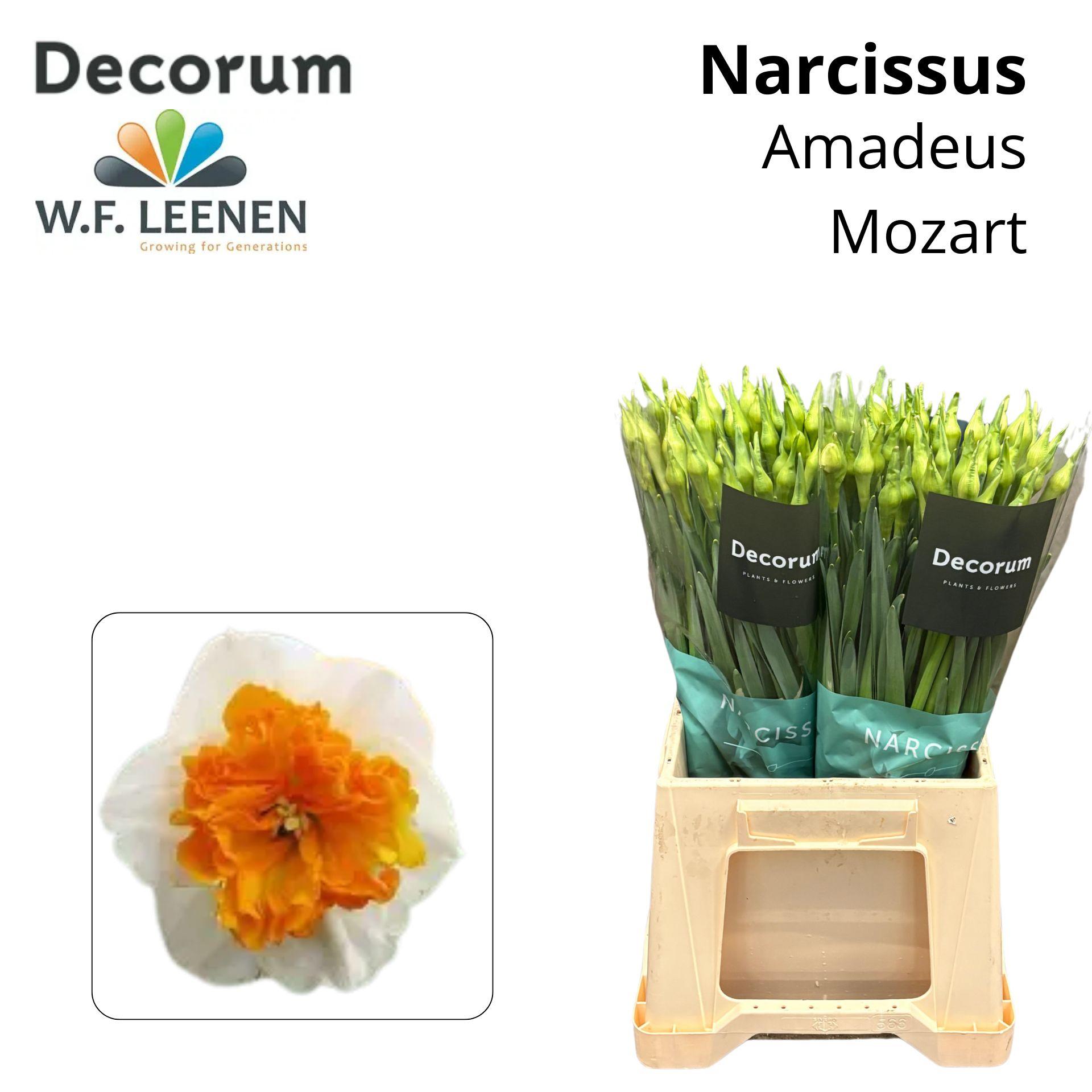 Срезанные цветы оптом Narcissus si amadeus mozart от 100шт из Голландии с доставкой по России