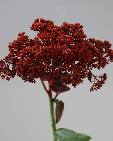 Срезанные цветы оптом Sedum paint red от 25шт из Голландии с доставкой по России