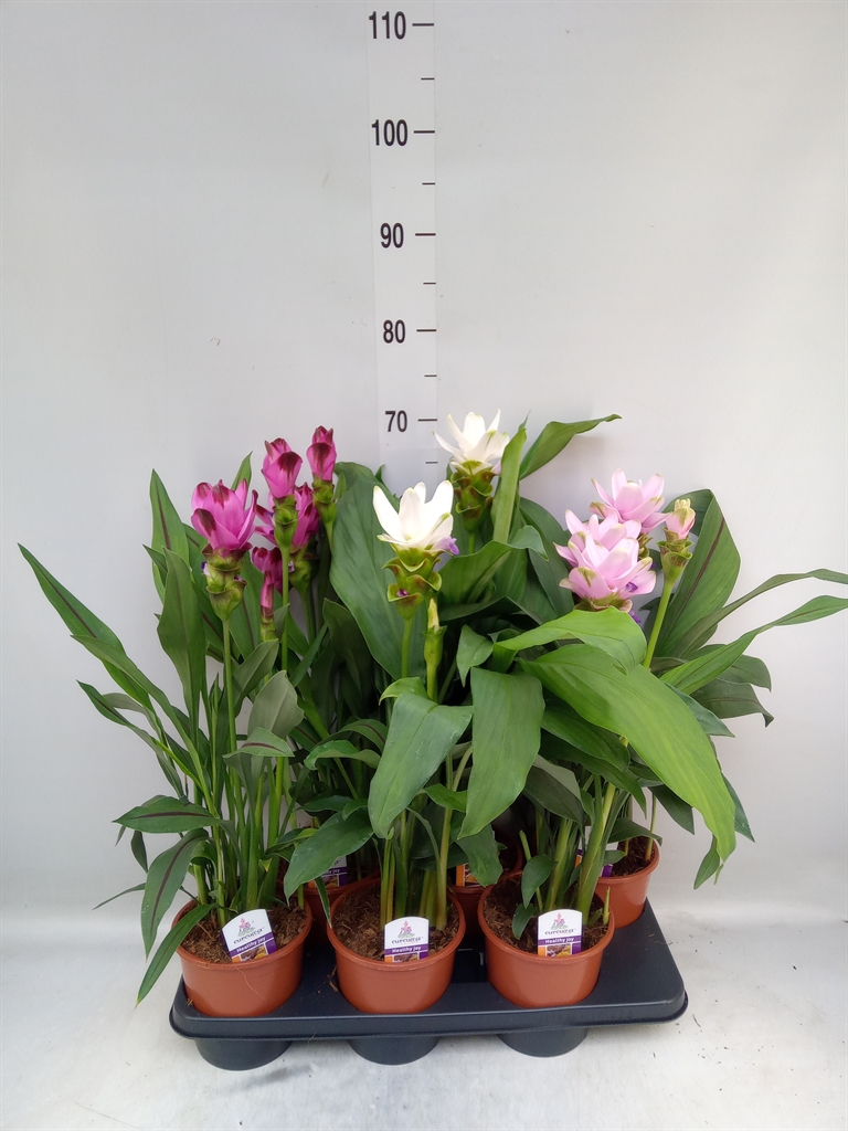 Горшечные цветы и растения оптом Curcuma   ...mix от 6шт из Голландии с доставкой по России