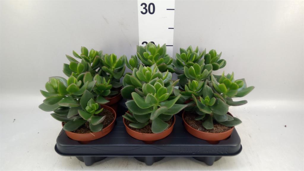 Горшечные цветы и растения оптом Crassula hulk от 6шт из Голландии с доставкой по России
