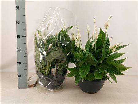 Горшечные цветы и растения оптом Spath Chopin 15+++ от 1шт из Голландии с доставкой по России