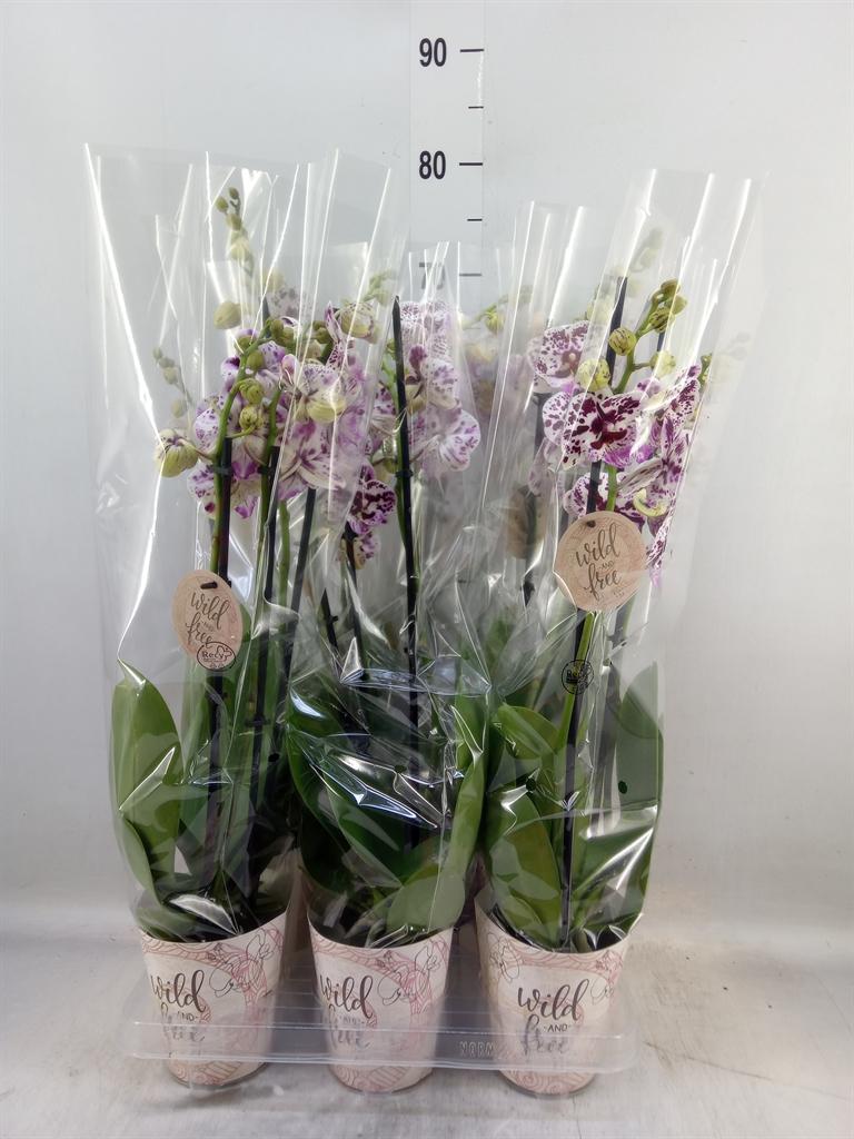 Горшечные цветы и растения оптом Phalaenopsis   ... от 6шт из Голландии с доставкой по России