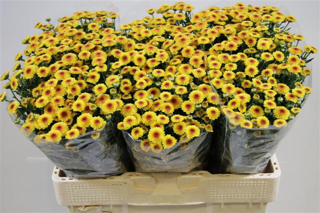 Срезанные цветы оптом Chrys sa calimero shiny от 75шт из Голландии с доставкой по России