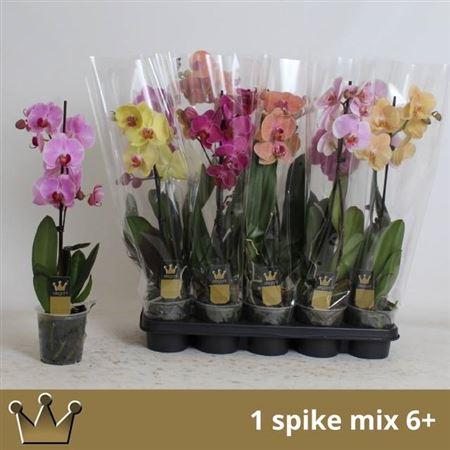 Горшечные цветы и растения оптом Phal Gem 7 Kl 1 Branche 6+ от 10шт из Голландии с доставкой по России