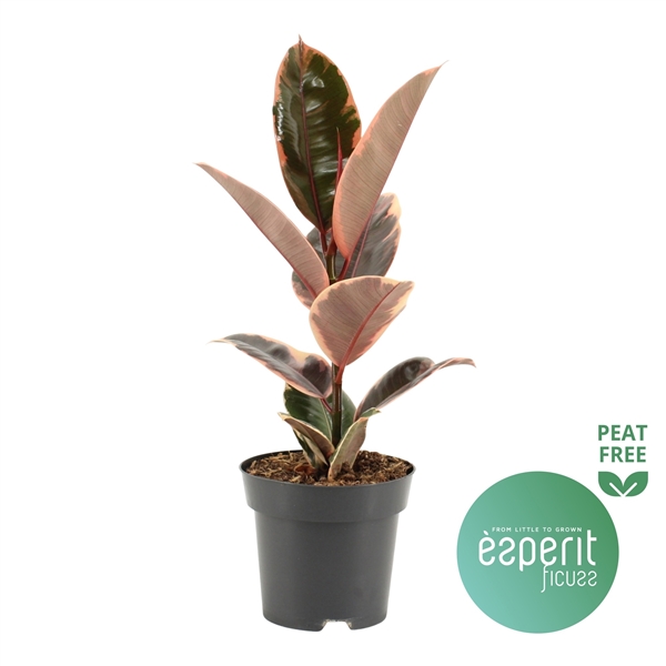 Горшечные цветы и растения оптом Ficus El Belize от 8шт из Голландии с доставкой по России