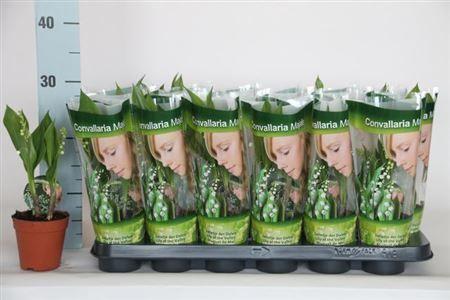 Горшечные цветы и растения оптом Convallaria Majalis 2 Branches от 18шт (для телеги) из Голландии с доставкой по России