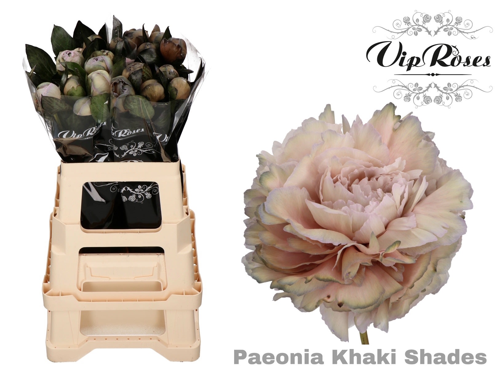 Срезанные цветы оптом Paeonia paint khaki shades от 20шт из Голландии с доставкой по России