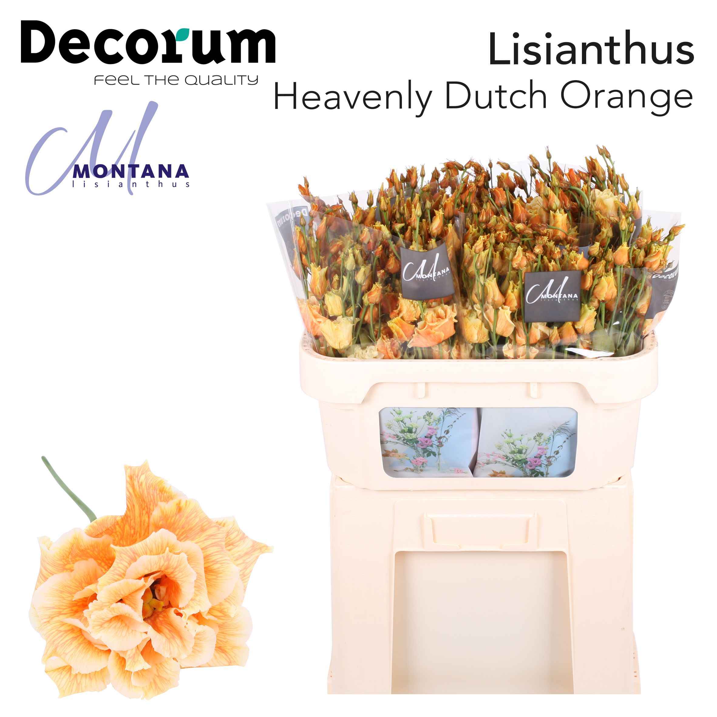 Срезанные цветы оптом Lisianthus do paint heavenly dutch orange от 40шт из Голландии с доставкой по России