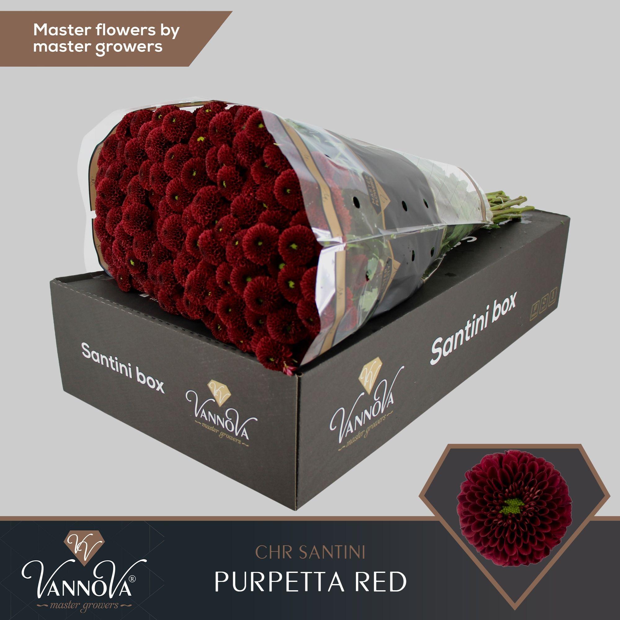 Срезанные цветы оптом Chrys sa purpetta red от 25шт из Голландии с доставкой по России