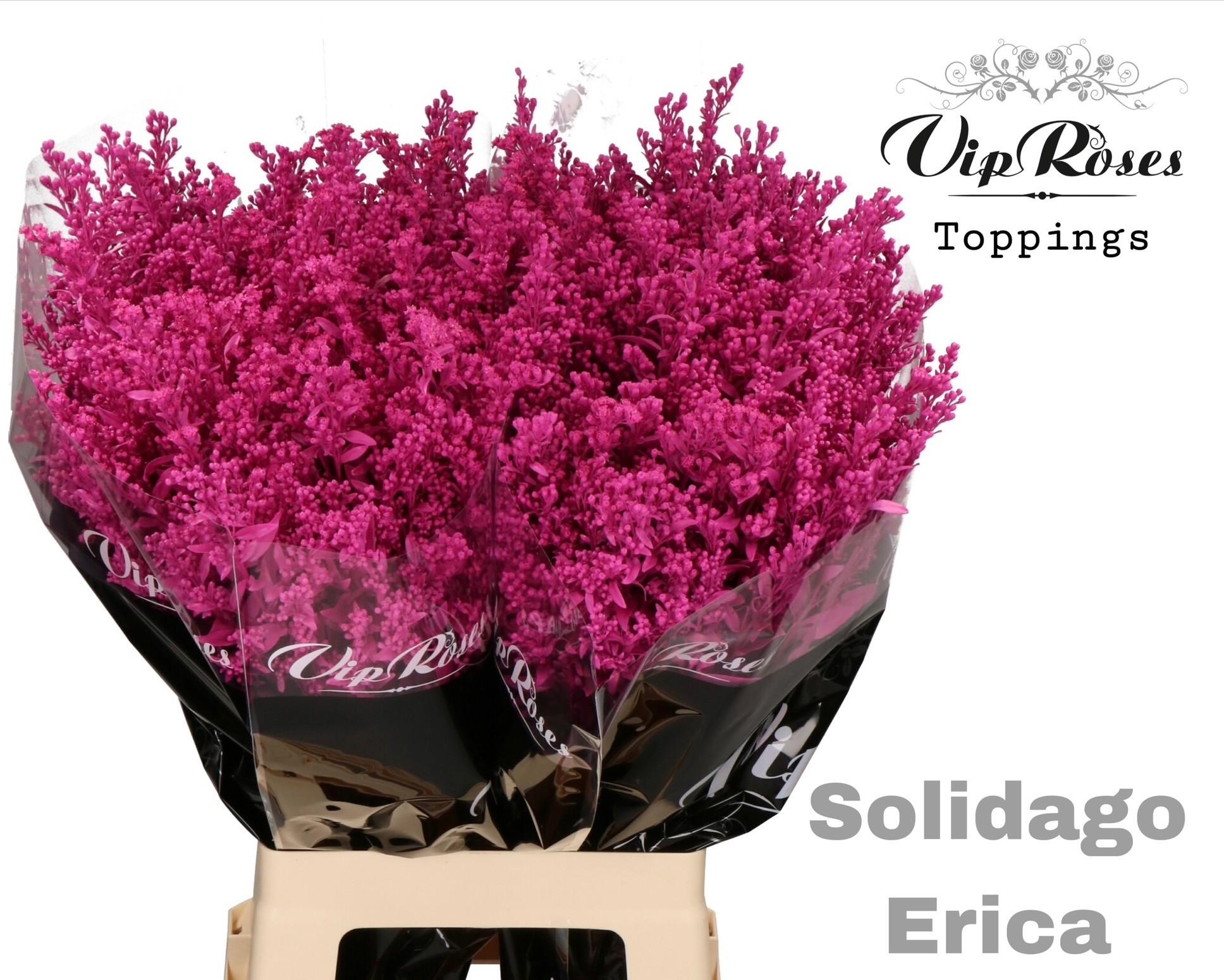 Срезанные цветы оптом Solidago paint erica от 50шт из Голландии с доставкой по России