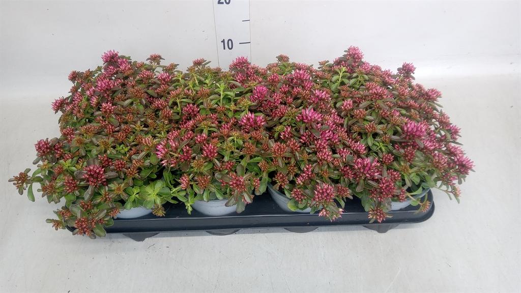 Горшечные цветы и растения оптом Sedum Spurium spot On Deep Rose от 8шт из Голландии с доставкой по России