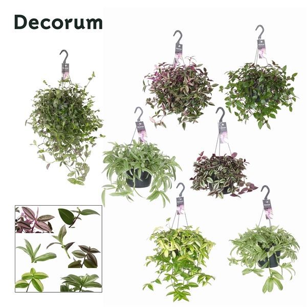 Горшечные цветы и растения оптом Tradescantia Mix Hangpot (decorum) от 6шт из Голландии с доставкой по России