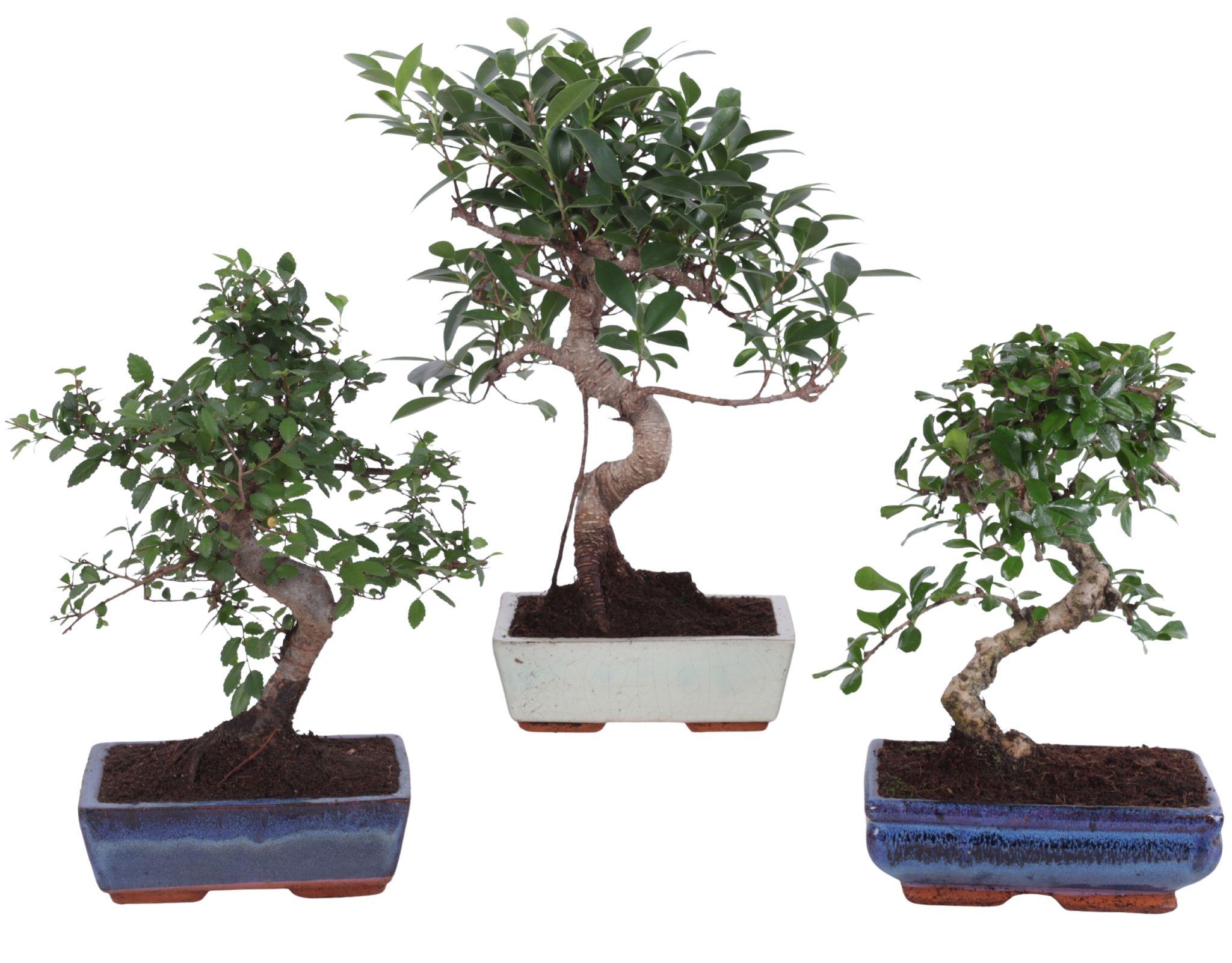 Горшечные цветы и растения оптом Bonsai Mix In Ceramic S-shape от 6шт из Голландии с доставкой по России