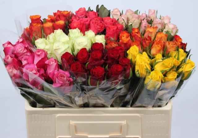 Срезанные цветы оптом Rosa la mix in bucket от 80шт из Голландии с доставкой по России
