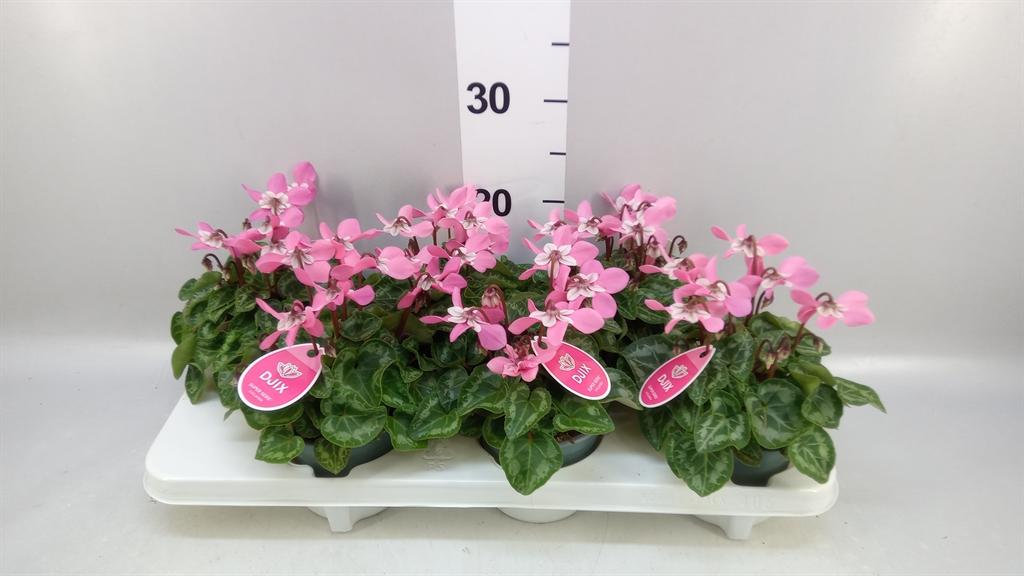 Горшечные цветы и растения оптом Cyclamen Kl djix от 6шт (для телеги) из Голландии с доставкой по России