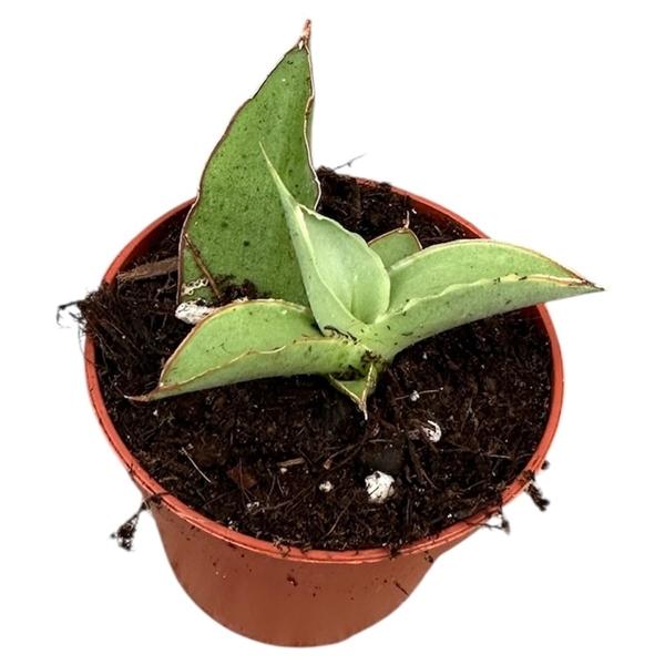 Горшечные цветы и растения оптом Sansevieria Swan Dancer от 1шт (для телеги) из Голландии с доставкой по России