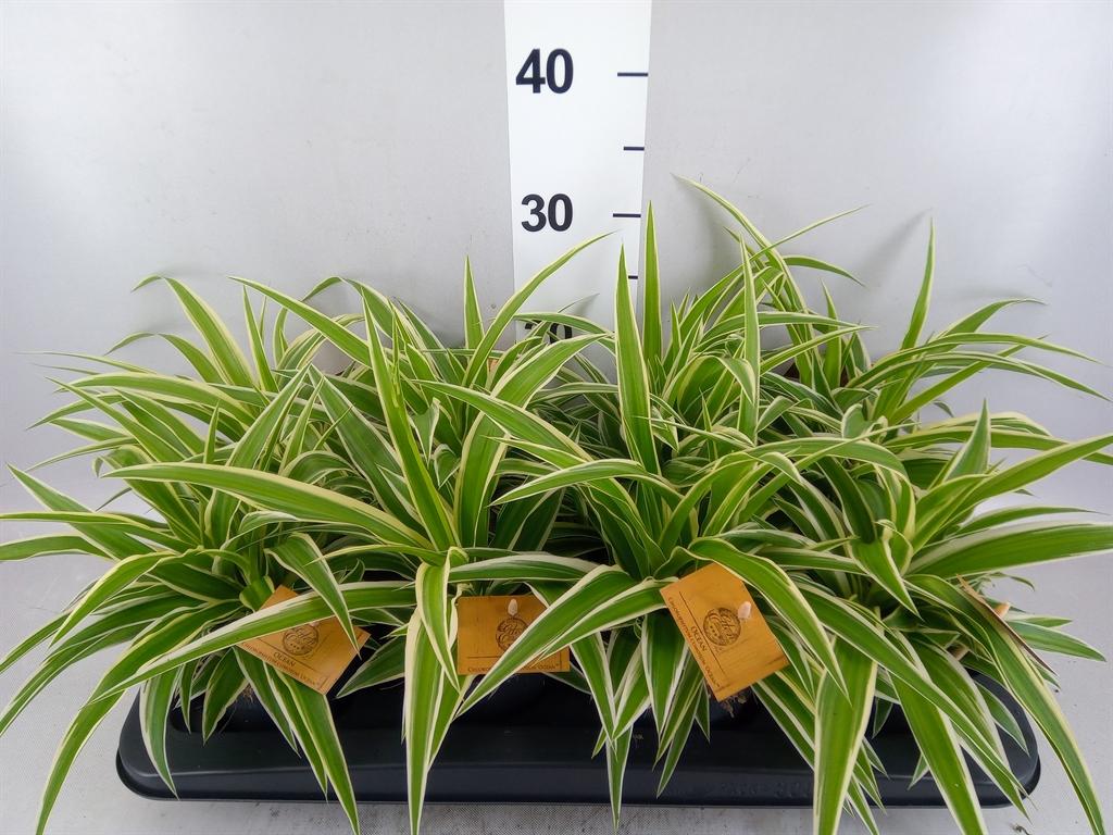 Горшечные цветы и растения оптом Chlorophytum Com. ocean от 8шт из Голландии с доставкой по России