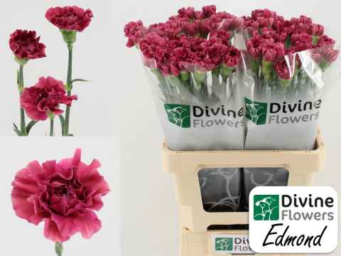 Срезанные цветы оптом Dianthus st edmond от 80шт из Голландии с доставкой по России