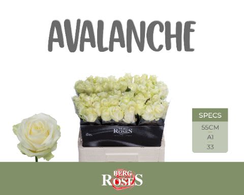 Срезанные цветы оптом Rosa large avalanche+ от 60шт из Голландии с доставкой по России