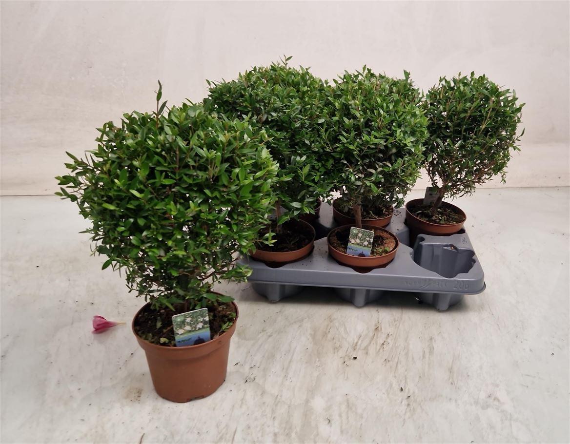Горшечные цветы и растения оптом Myrtus Communis On Stem от 6шт из Голландии с доставкой по России