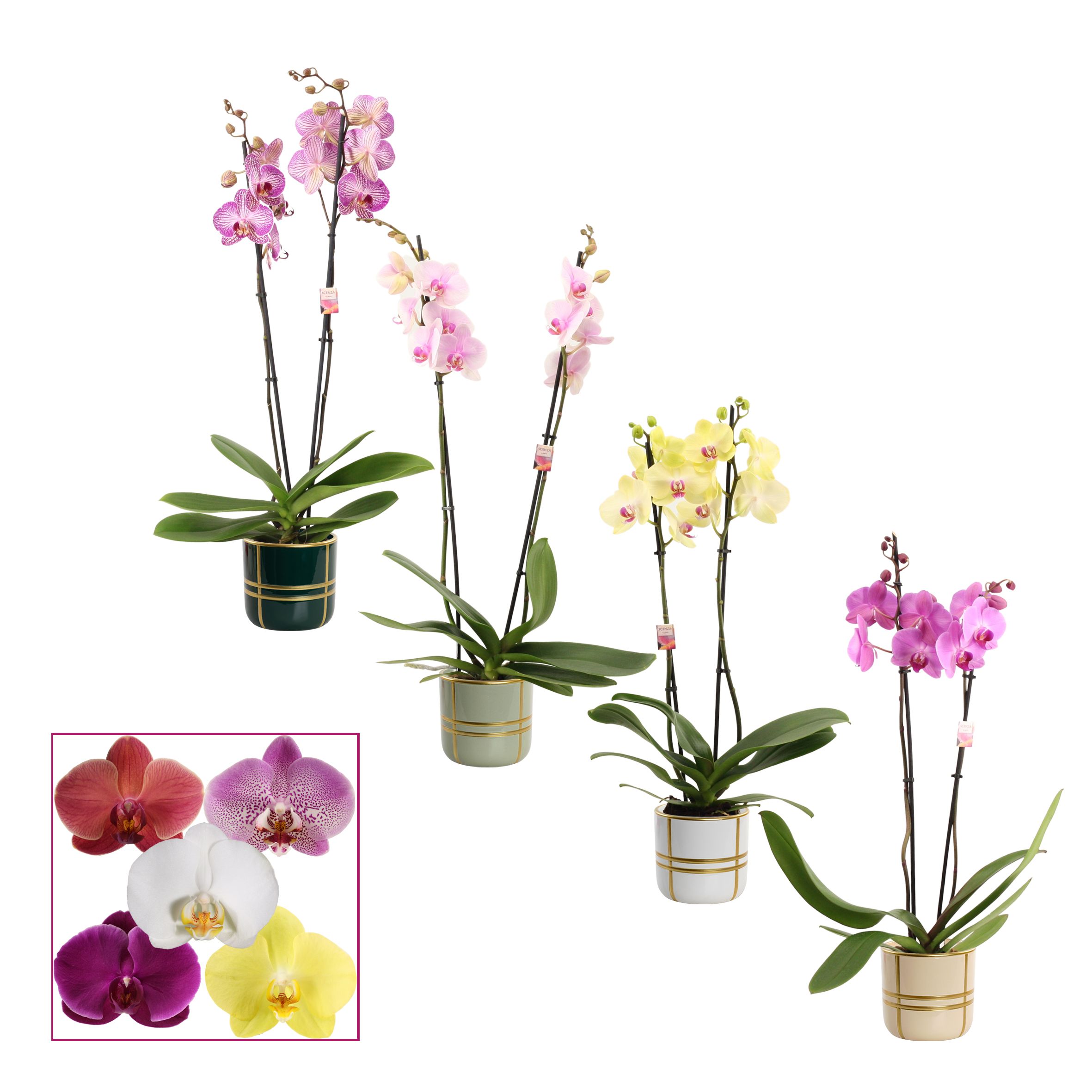 Горшечные цветы и растения оптом Phal Gem от 5шт из Голландии с доставкой по России