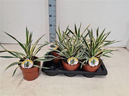 Горшечные цветы и растения оптом Yucca Glor Variegata от 6шт из Голландии с доставкой по России