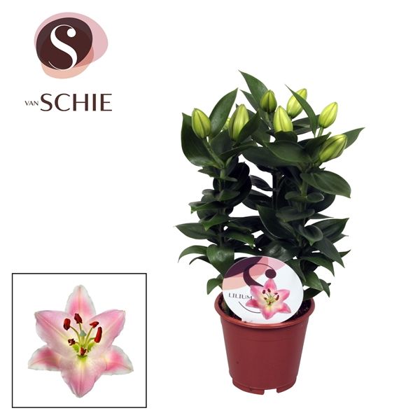 Горшечные цветы и растения оптом Lilium Or Rascal Souvenir 3pp от 8шт из Голландии с доставкой по России