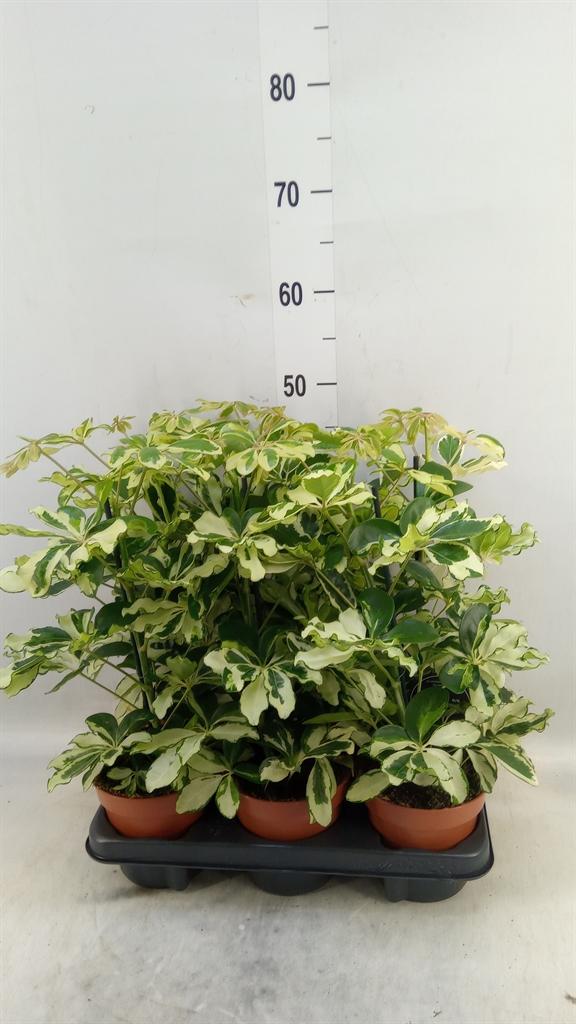 Горшечные цветы и растения оптом Schefflera Charlotte от 6шт из Голландии с доставкой по России
