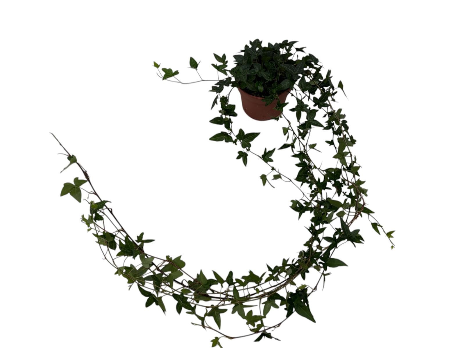 Горшечные цветы и растения оптом Hedera Shamrock Medium Long от 10шт из Голландии с доставкой по России