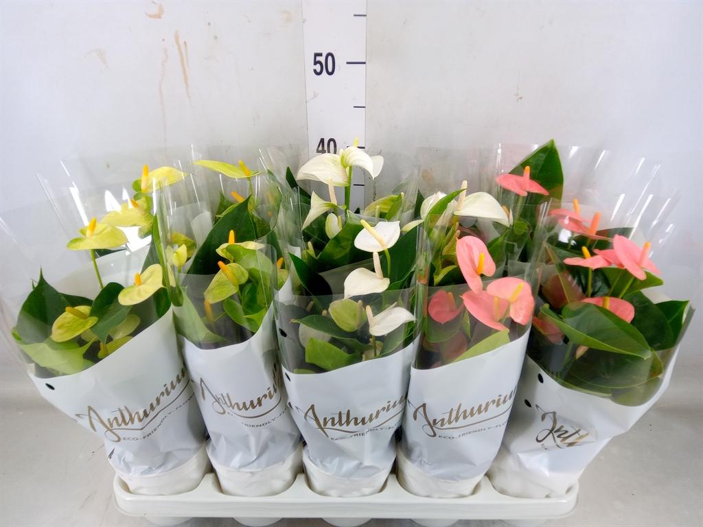 Горшечные цветы и растения оптом Anthurium Andr.   ...mix  3 от 10шт из Голландии с доставкой по России