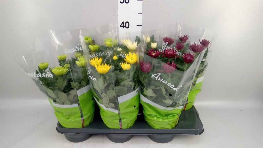 Горшечные цветы и растения оптом Chrysanthemum anastasia .mix от 6шт из Голландии с доставкой по России