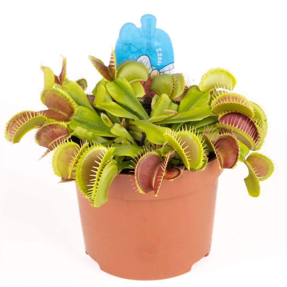Горшечные цветы и растения оптом Dionaea Muscipula от 6шт из Голландии с доставкой по России