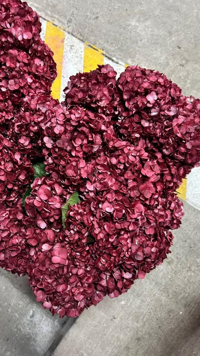 Срезанные цветы оптом Hydrangea bordeaux tinted от 30шт из Голландии с доставкой по России