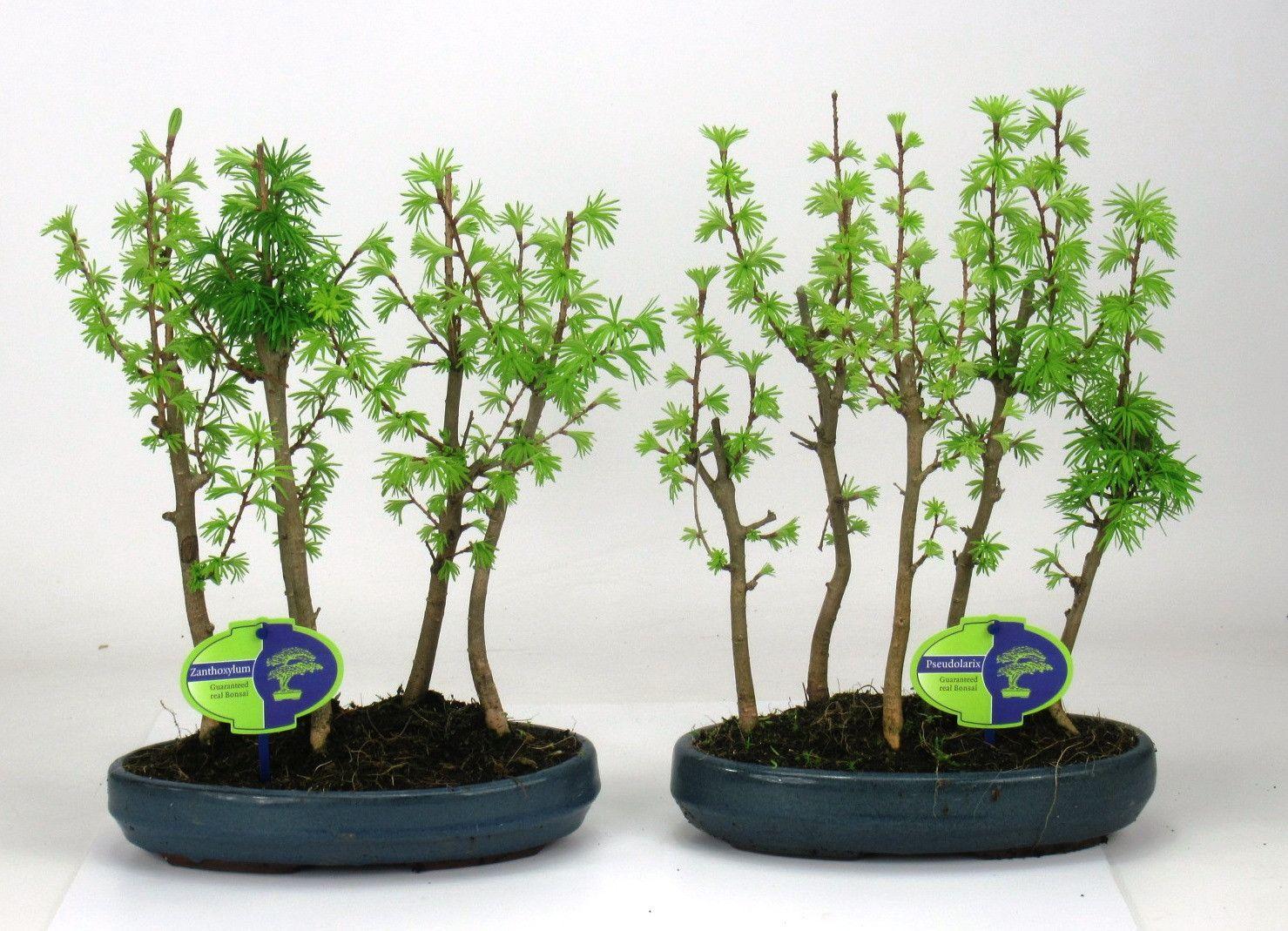 Горшечные цветы и растения оптом Bonsai Pseudolarix Amabilis, Group 5 Stem от 4шт из Голландии с доставкой по России