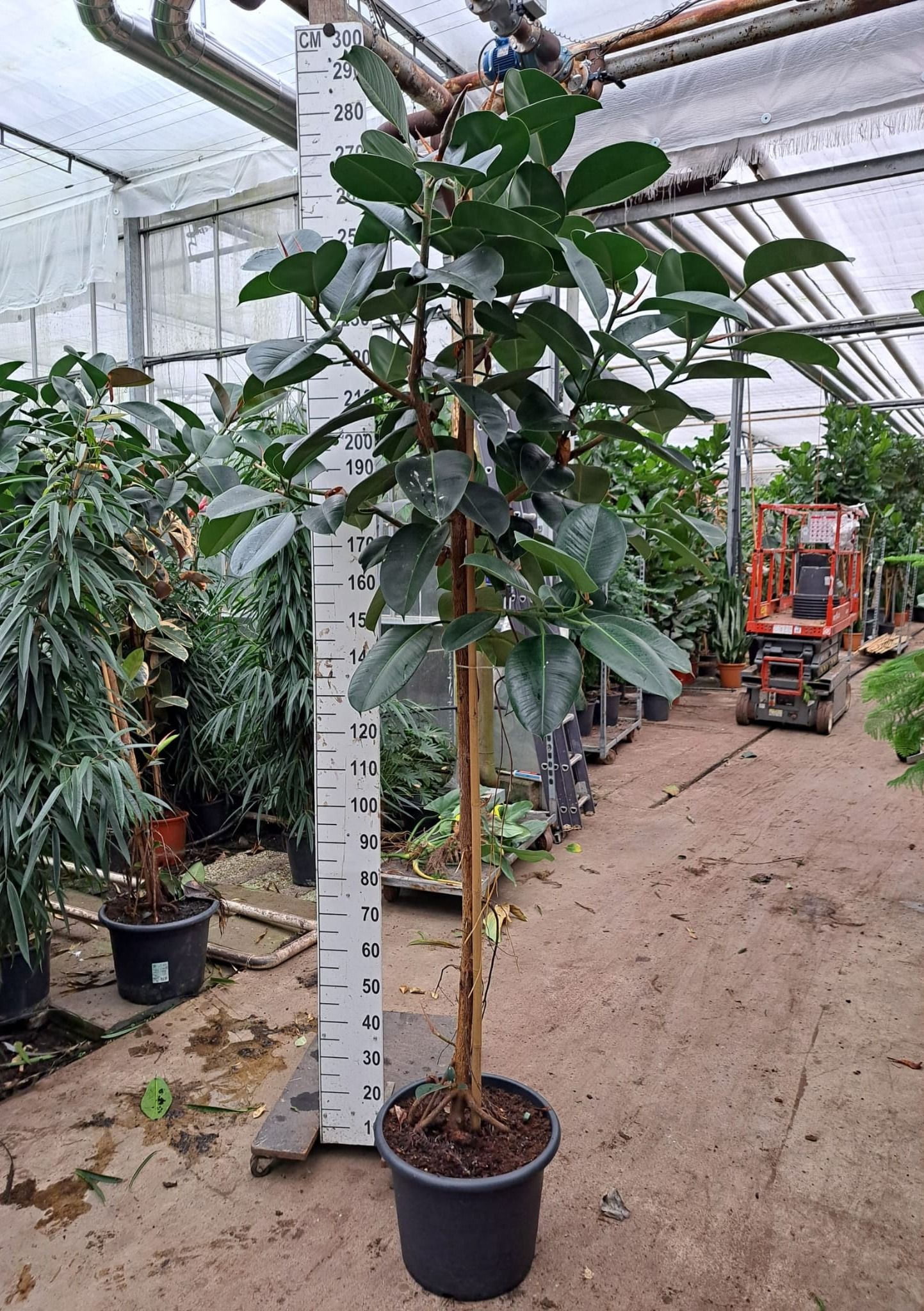 Горшечные цветы и растения оптом Ficus El Robusta On Stem от 1шт из Голландии с доставкой по России