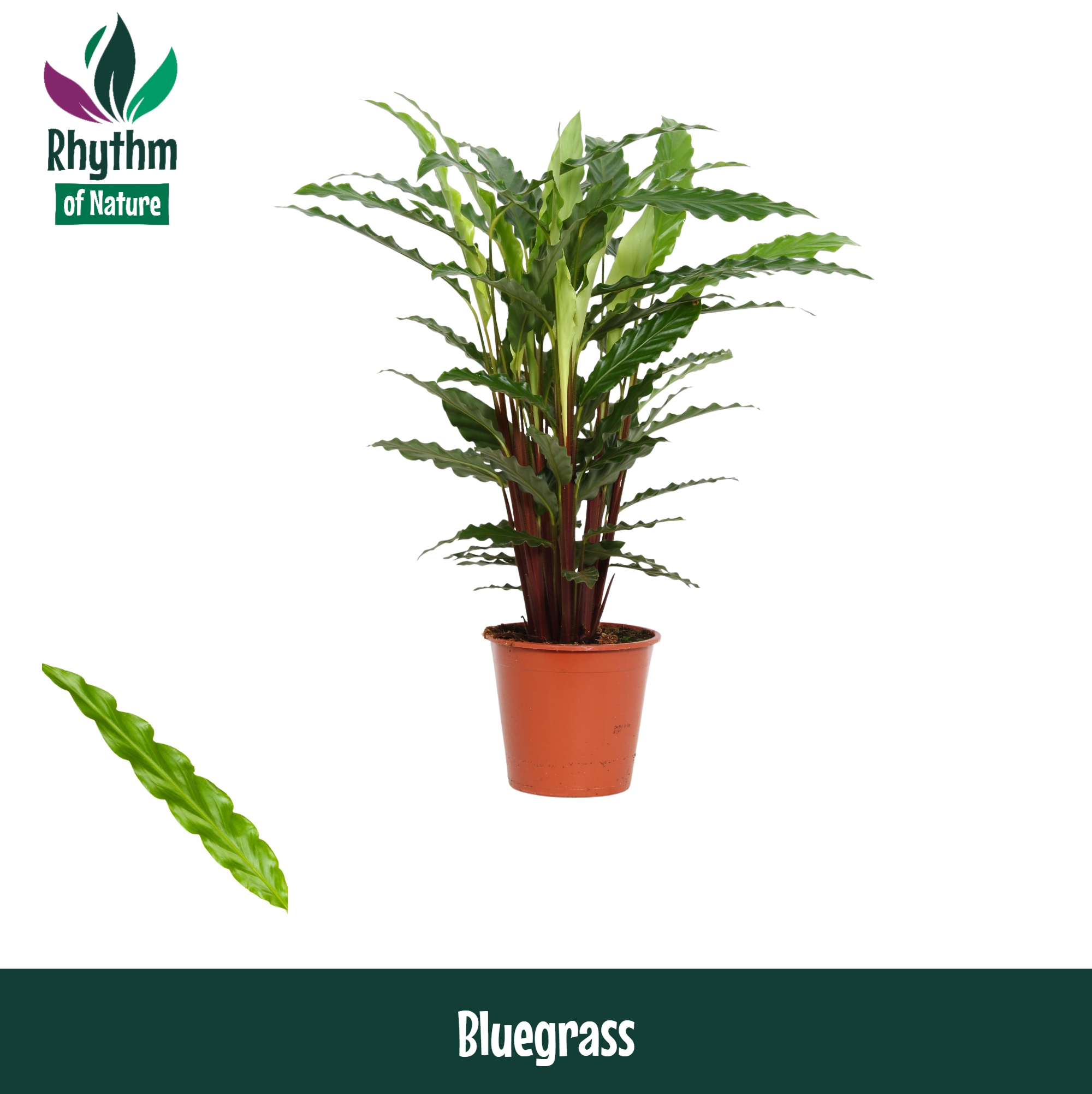 Горшечные цветы и растения оптом Calathea Bluegrass от 6шт из Голландии с доставкой по России