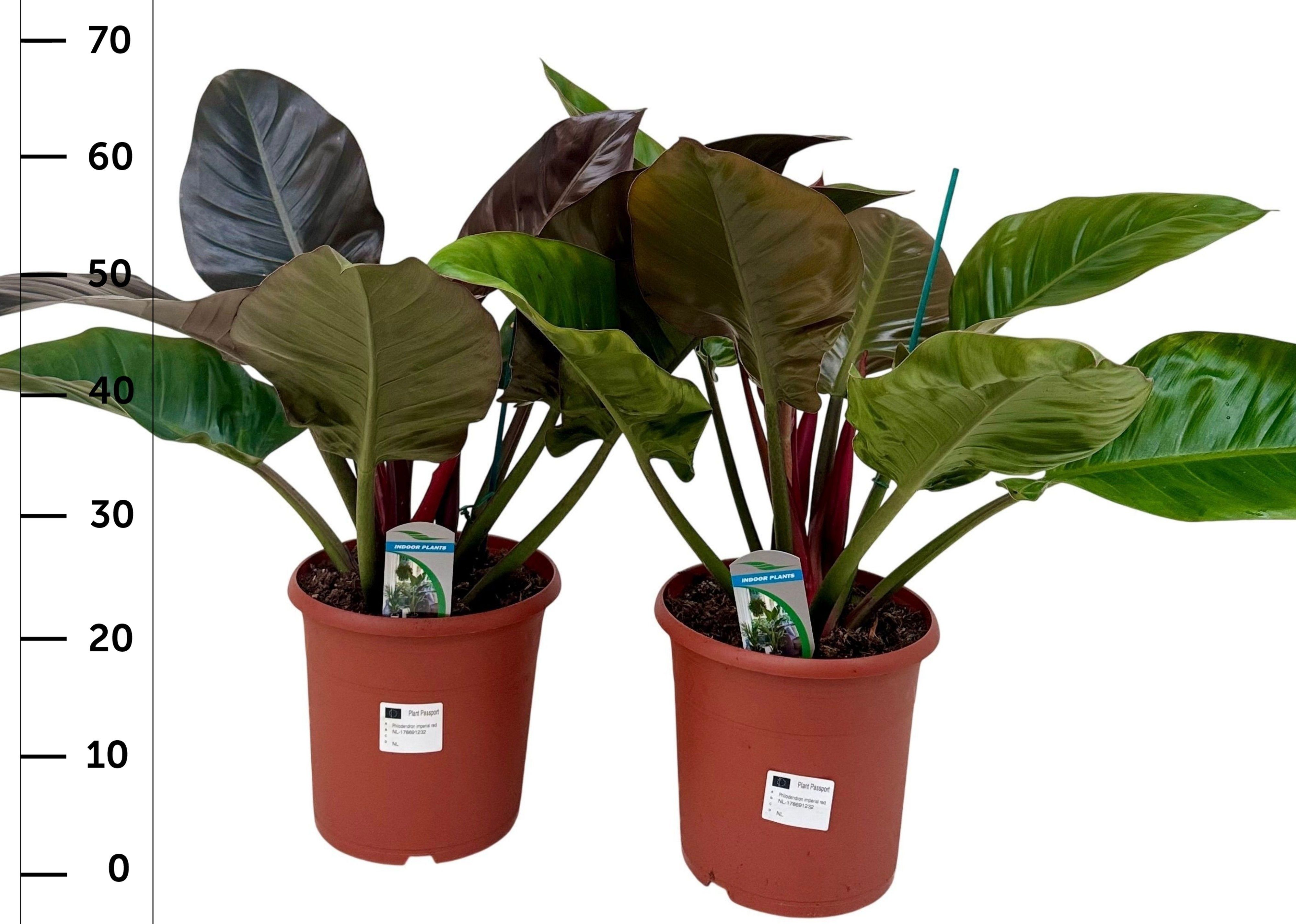 Горшечные цветы и растения оптом Phil Imperial Red от 1шт из Голландии с доставкой по России