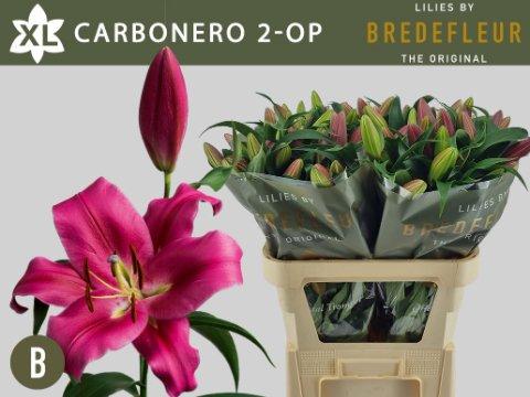 Срезанные цветы оптом Lilium or carbonero от 40шт из Голландии с доставкой по России