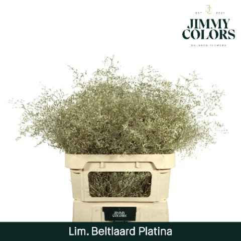 Срезанные цветы оптом Limonium paint platinum от 25шт из Голландии с доставкой по России