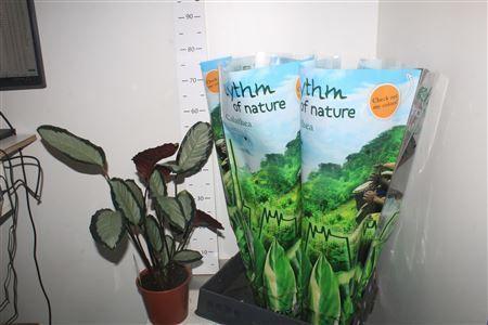 Горшечные цветы и растения оптом Calat Pict Argentea от 6шт из Голландии с доставкой по России