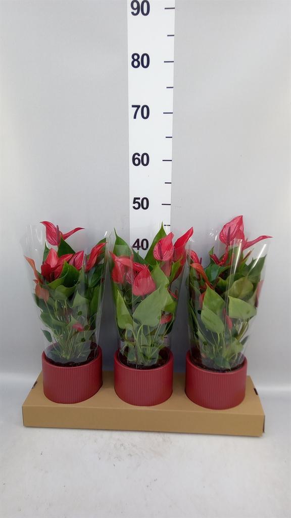 Горшечные цветы и растения оптом Anthurium banderola Lava от 3шт из Голландии с доставкой по России